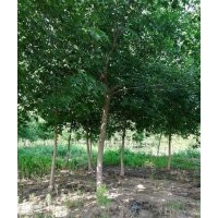 15公分青葉復葉槭