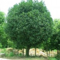 湖北紅東園林供應(yīng)桂花