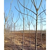 河北火炬樹(shù)