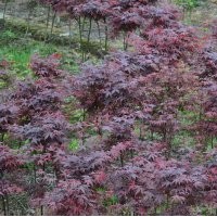 小苗系列——三季紅楓