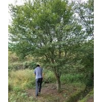 供應(yīng)雞爪槭7公分到24公分紅楓8到18公分