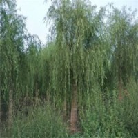 垂柳樹苗，垂柳廠家，23公分垂柳價格