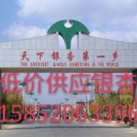 長期供應銀杏樹