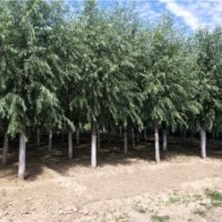 旱柳_旱柳價(jià)格_旱柳圖片