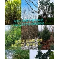 河北叢生五角楓@河北叢生蒙古櫟@河北叢生白樺