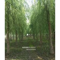 出售嫁接垂柳12-20公分