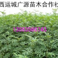 花椒苗、1年生花椒苗大量出售