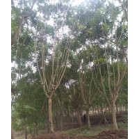 出售，藍(lán)花楹