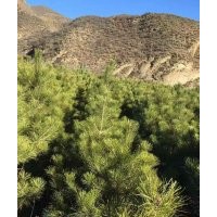 專供各種規(guī)格樟子松、油松