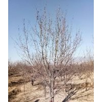 八棱海棠樹 八棱海棠樹價(jià)格12公分高度350冠幅350精品苗