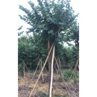 出售宮粉紫荊12—15