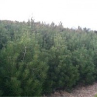 供應1米白皮松2米白皮松3米白皮松4米白皮松