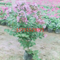 【矮紫薇】最新矮紫薇_價格_圖片