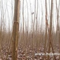 前意楊價(jià)格|楊樹價(jià)格報(bào)價(jià)12公分意楊價(jià)格