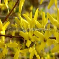 連翹基地直銷(xiāo)精品連翹苗，售價(jià)低、貨源足