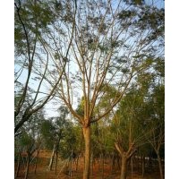 2018漳州藍(lán)花楹價(jià)格☆精品全冠小葉榕樁頭☆福建紅皮榕價(jià)格