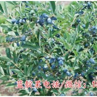 藍(lán)靛果苗 藍(lán)靛果忍冬苗 山茄子苗 蓓蕾苗 耐寒果樹苗