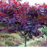 紅葉加拿大紫荊