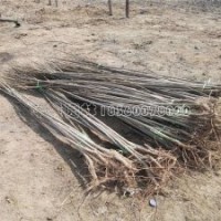 4公分楊樹苗的裝車批發(fā)價格是多少