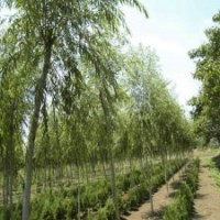 中型規(guī)格的柳樹，市場銷售***的苗子