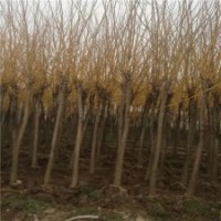 求購12公分黃金槐的價(jià)格