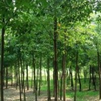 宿松苗木香樟3至15公分