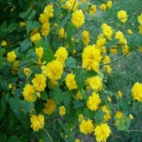 哪里有可造型的棣棠苗？