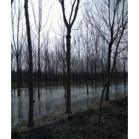 大量供應(yīng)，白蠟，柳樹，