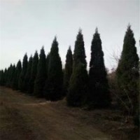 精品、低價塔柏苗就到江蘇