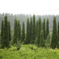 產(chǎn)地直銷180公分圓柏_批發(fā)價18元