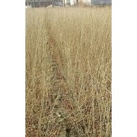 國槐 垂柳 水蠟