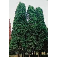 江蘇鉛筆柏的報(bào)價(jià)是多少