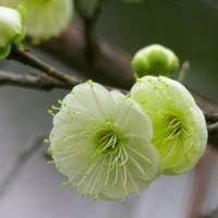 綠梅基地綠梅品種綠梅價格