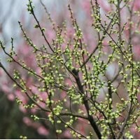 地徑8公分綠梅樹的價格是270元，大量現(xiàn)貨