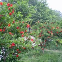 低價、優(yōu)質(zhì)的花石榴基地，大量貨源