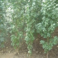 1.8米高北海道黃楊，裝車價(jià)格6元，現(xiàn)場起苗