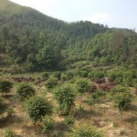 供大規(guī)格雞爪槭紅楓紅梅紅葉石楠紅葉李櫻花羅漢松三角楓