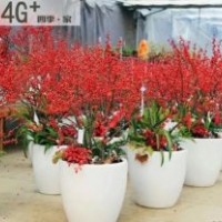 供應(yīng)北美冬青盆景