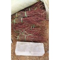 基地直供質(zhì)優(yōu)量大四季玫瑰苗耐寒耐旱耐鹽堿