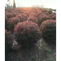 丹東儈柏球 小葉黃楊球 五角楓球