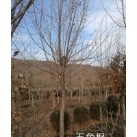 五角楓 元寶楓 九角楓