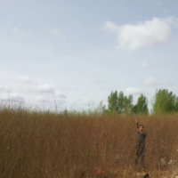 20萬1-4年生沙柳（毛柳、筐柳、河柳）出售