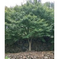 精品雞爪槭紅楓紅葉李紅葉石楠紅梅海棠桂花出售