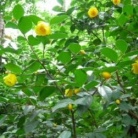 供應1-10公分金花茶價格20元，廣西貨源