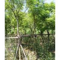 供應(yīng)藍(lán)花楹