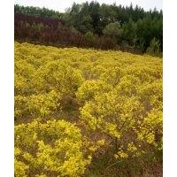 金葉榆地球，80到1.5米冠幅，三千棵