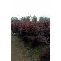 紅楓產(chǎn)地直銷