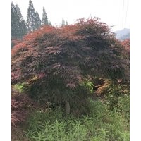 供應(yīng)精品雞爪槭紅楓海棠櫻花桂花紅梅無(wú)患子