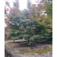 供應(yīng)大規(guī)格3-25公分雞爪槭紅楓八月桂紅梅日本早櫻晚櫻