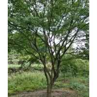 供八月桂四季桂冠幅300到500數(shù)量